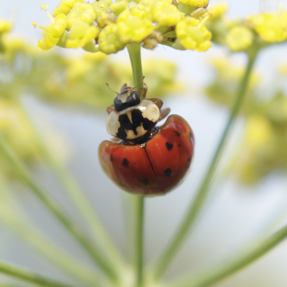 Harmonia axyridis ?  S !